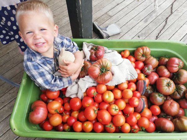 benson in tomatoes